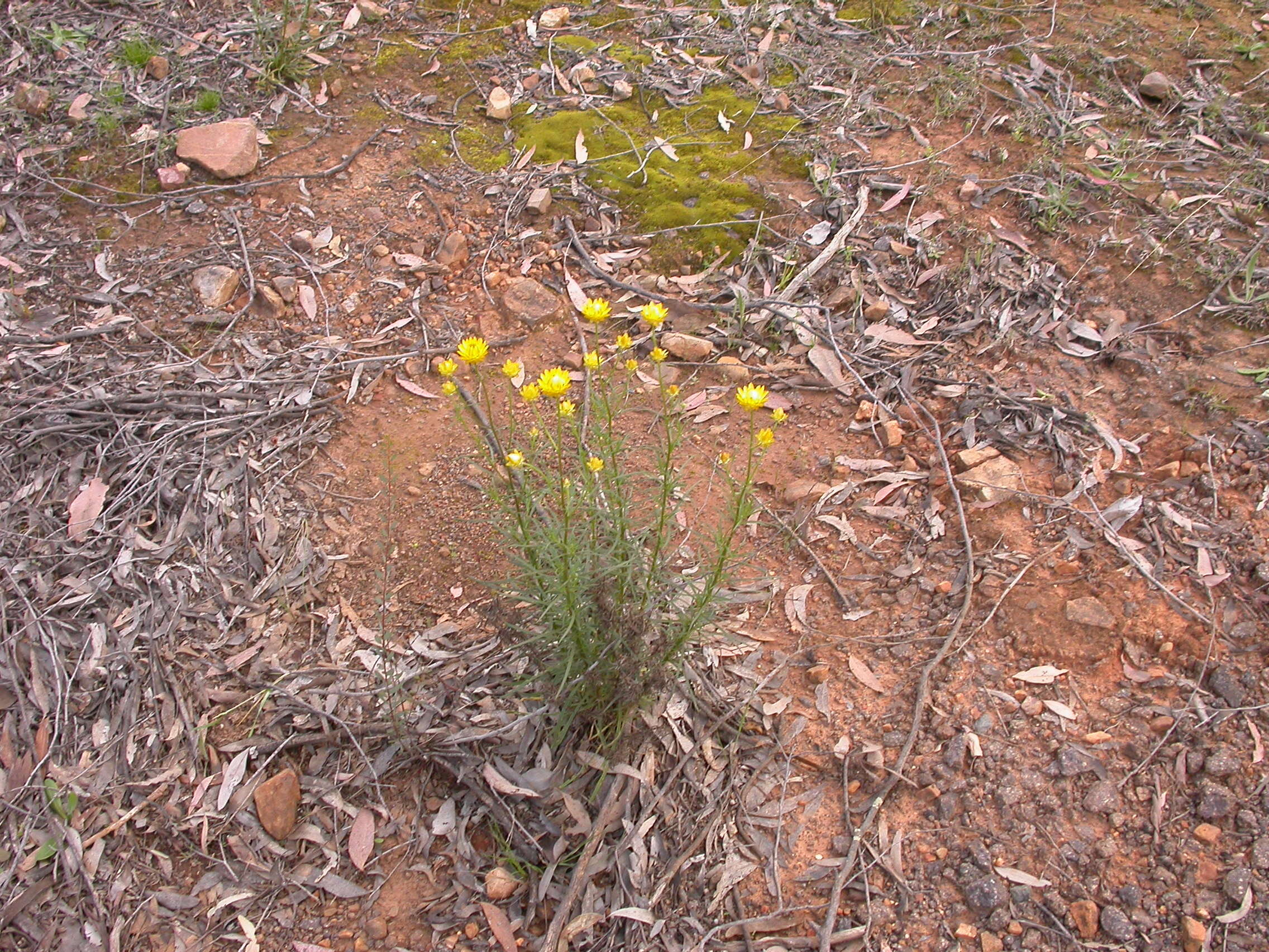 Image of Xerochrysum viscosum