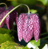 Image of fritillaries