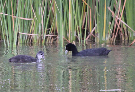 Image of Common Coot