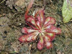 Image of Drosera montana St. Hil.