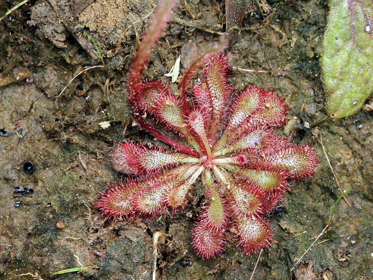 Image of Drosera montana St. Hil.