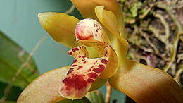 Image of Maxillaria rufescens Lindl.