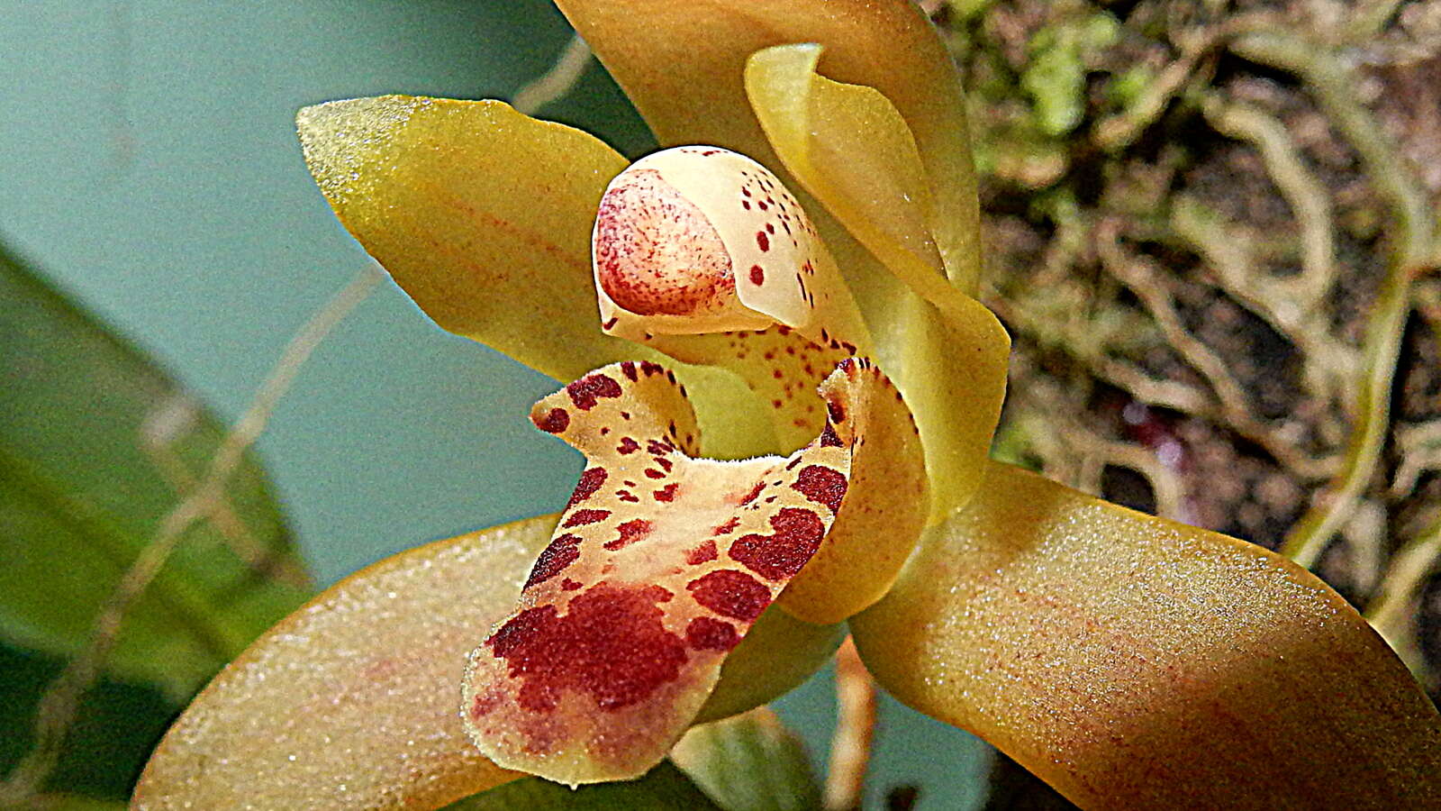 Image of Tiger orchids