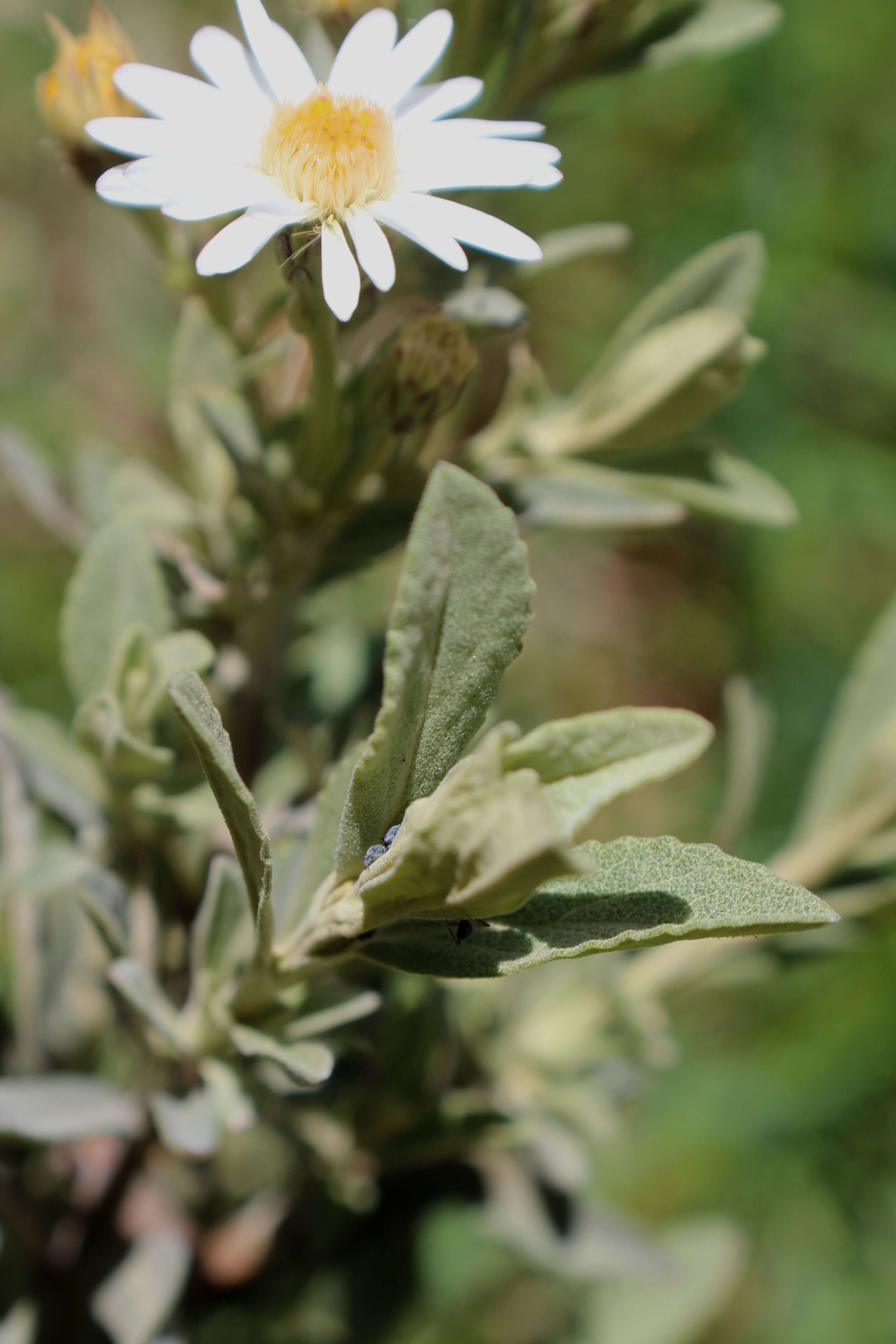 Olearia phlogopappa (Labill.) DC. resmi