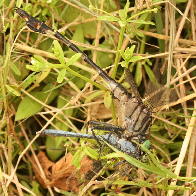 Image of Gomphurus dilatatus (Rambur 1842)