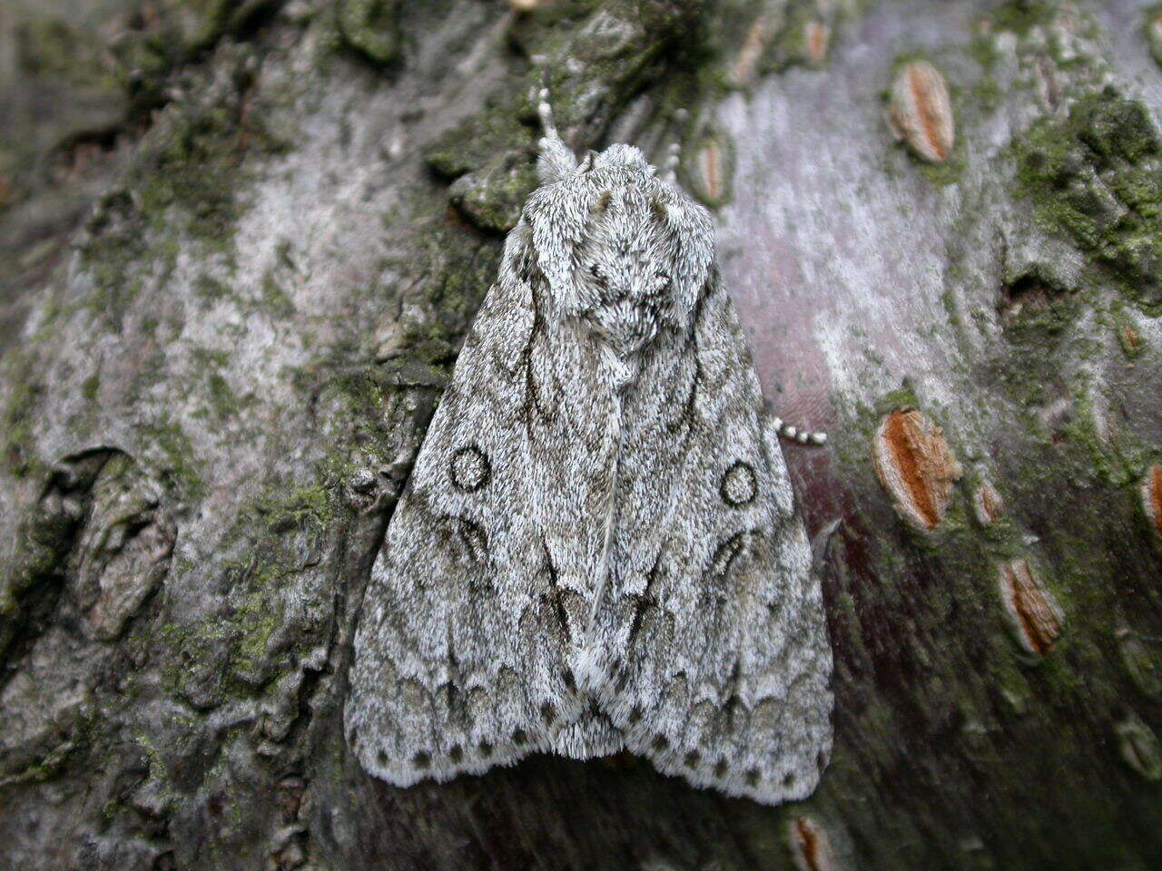 Image of Dagger Moths