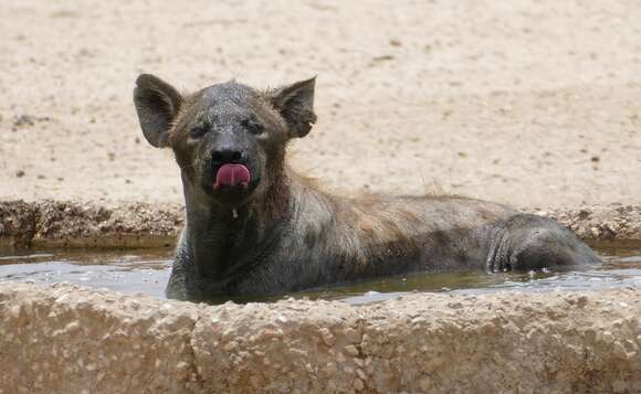 Image of Spotted Hyaenas