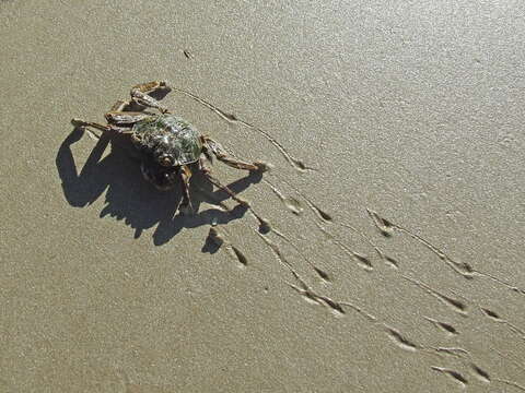 Image of marsh crabs, shore crabs, and talon crabs