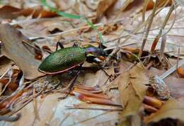 Image of Carabid beetle