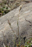 Image of wallaby grass
