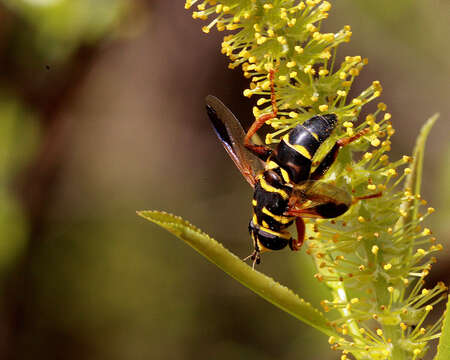 Image of coastal plain willow