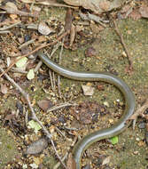 Image of Peter's Giant Blind Snake