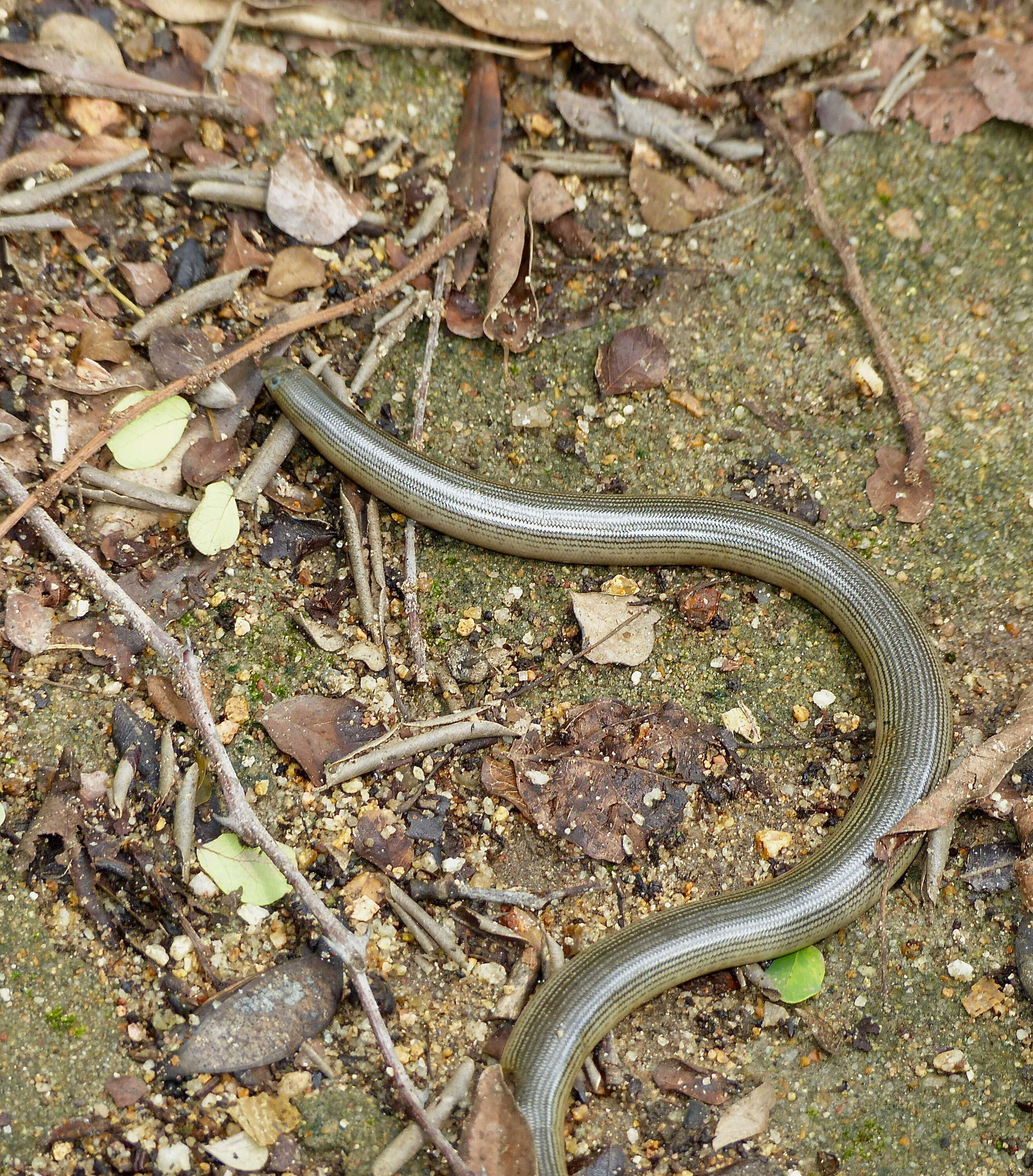 Image of Afrotyphlopinae Hedges, Marion, Lipp, Marin & Vidal 2014