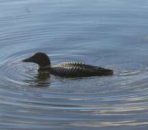 Image of loons