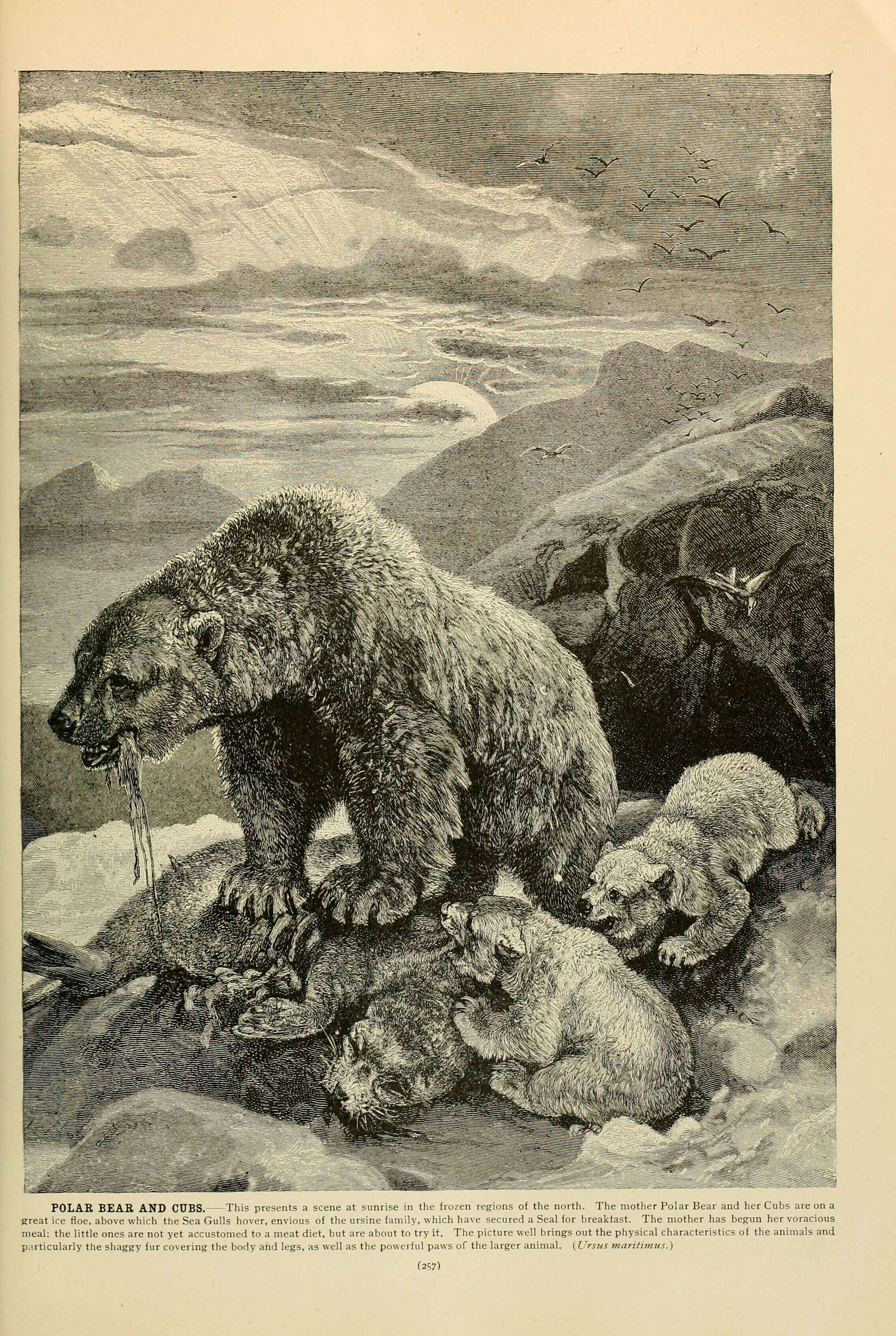 Слика од Ursus Linnaeus 1758