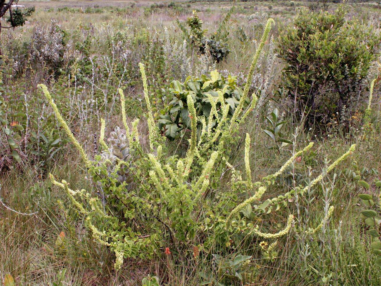 Image of Stachytarpheta longispicata (Pohl) S. Atkins