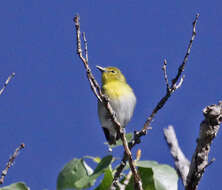 Image of Vireo Vieillot 1808