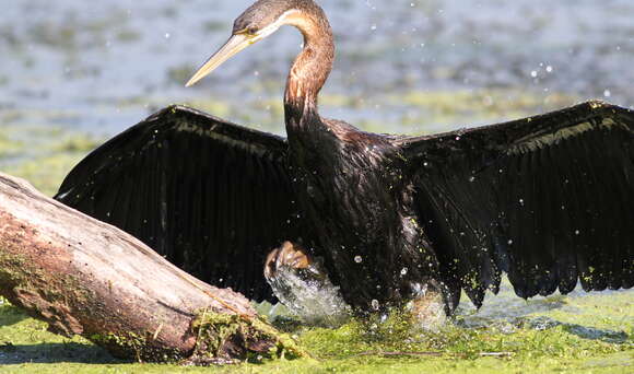 Image of African Darter