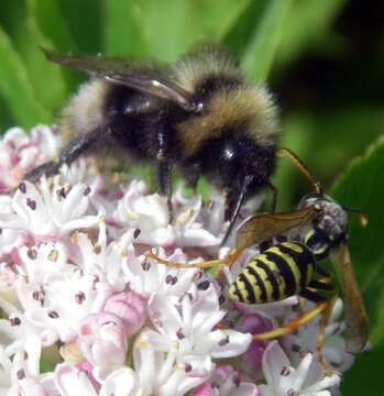 Image of Bumblebees