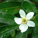 Image of Mexican Orange Blossom