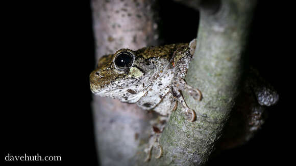 Image of Gray Treefrog