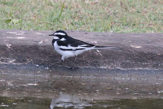 Image of African Pied Wagtail