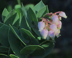 Image de Arctostaphylos refugioensis Gankin