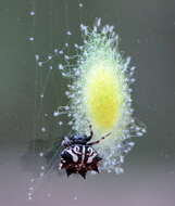 Image of Spiny orb-weavers