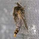 Image of Evergreen Bagworm Moth