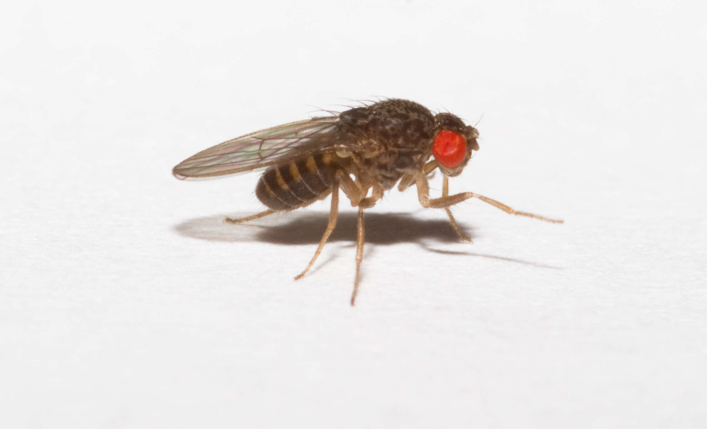 Imagem de Drosophila