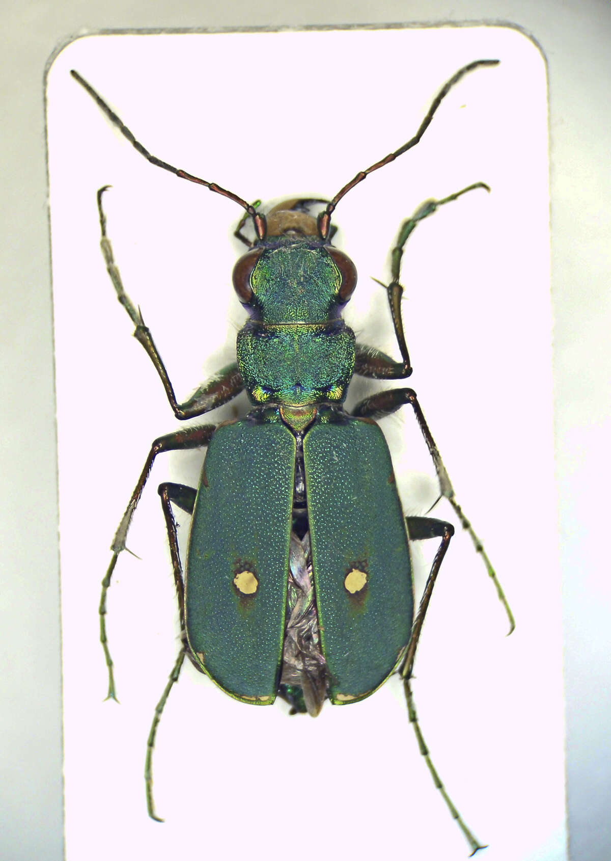 Image de Cicindela