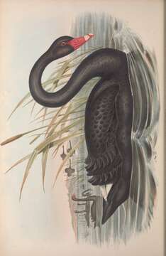 Image of Swan