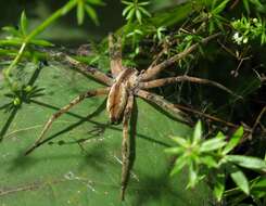 Image of Nursery Web Spiders