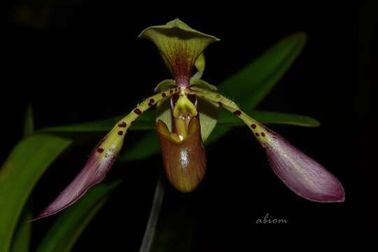 Слика од Paphiopedilum lowii (Lindl.) Stein