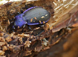 Image of Ridged Violet Ground Beetle