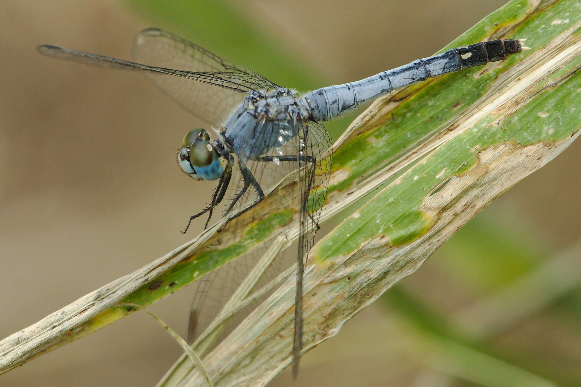 Image of Diplacodes trivialis (Rambur 1842)