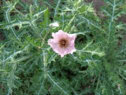 Image of red pricklypoppy