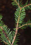 Image of Fir