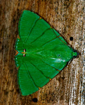 صورة Eulepidotis viridissima Bar 1876