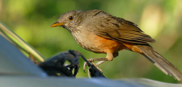 Image of Rufous-bellied Thrush