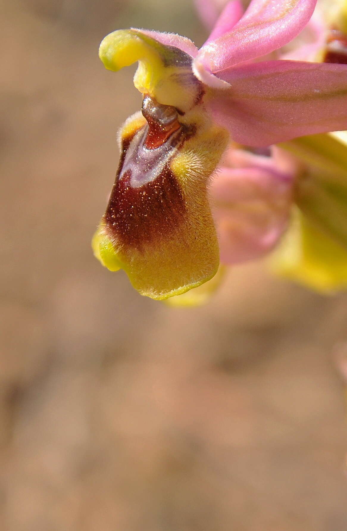 Image of Sawfly orchid