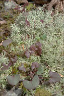 Image of Cladoniaceae
