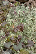 Image of Reindeer lichen