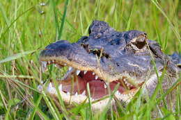 Image of Alligator