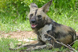 Imagem de Cão-caçador-africano