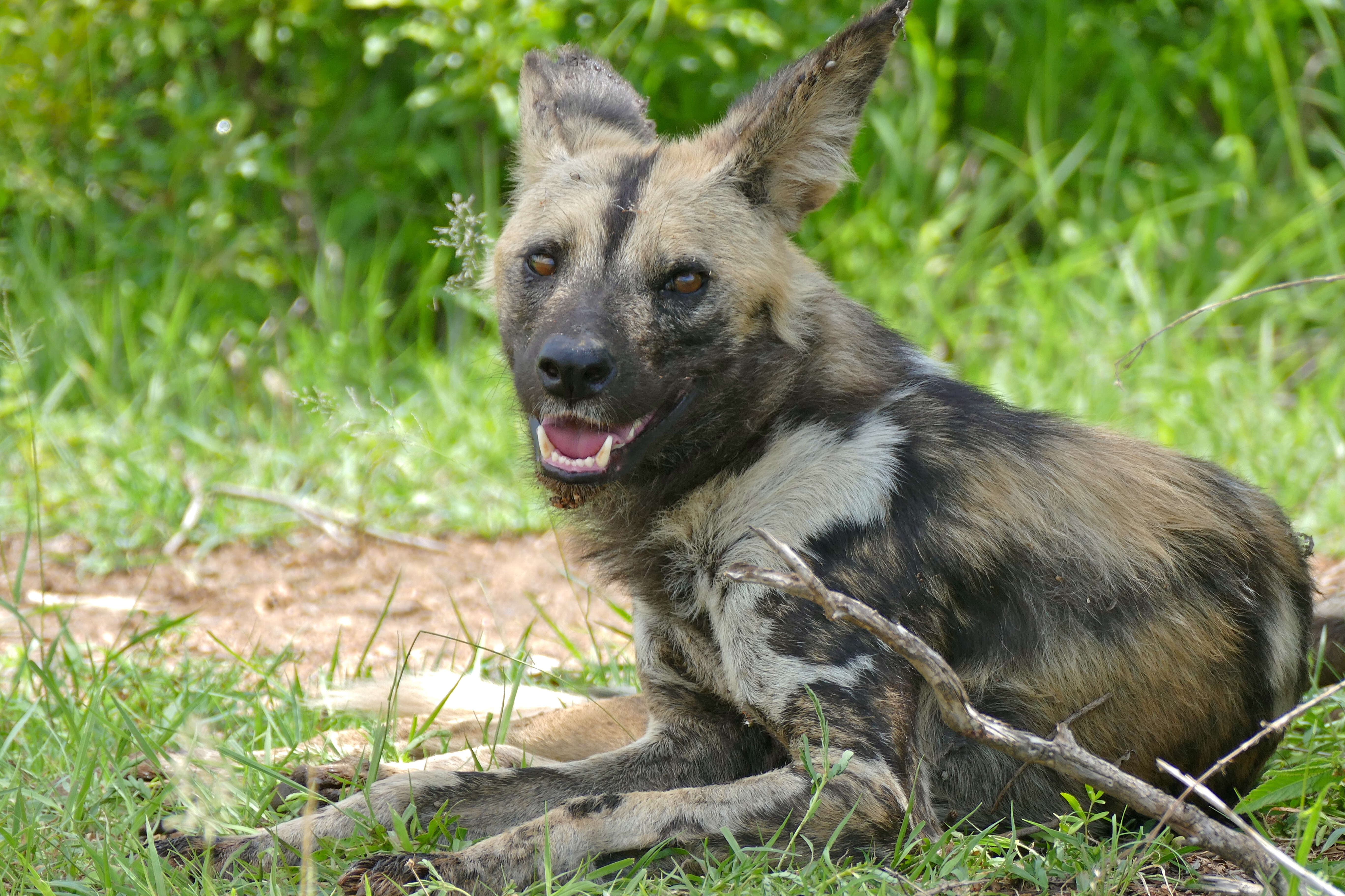 Image of African Hunting Dog