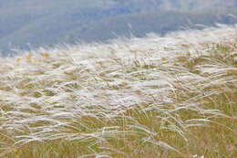 Imagem de Stipa dasyvaginata Martinovský