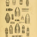 Cryptophis pallidiceps (Günther 1858)的圖片