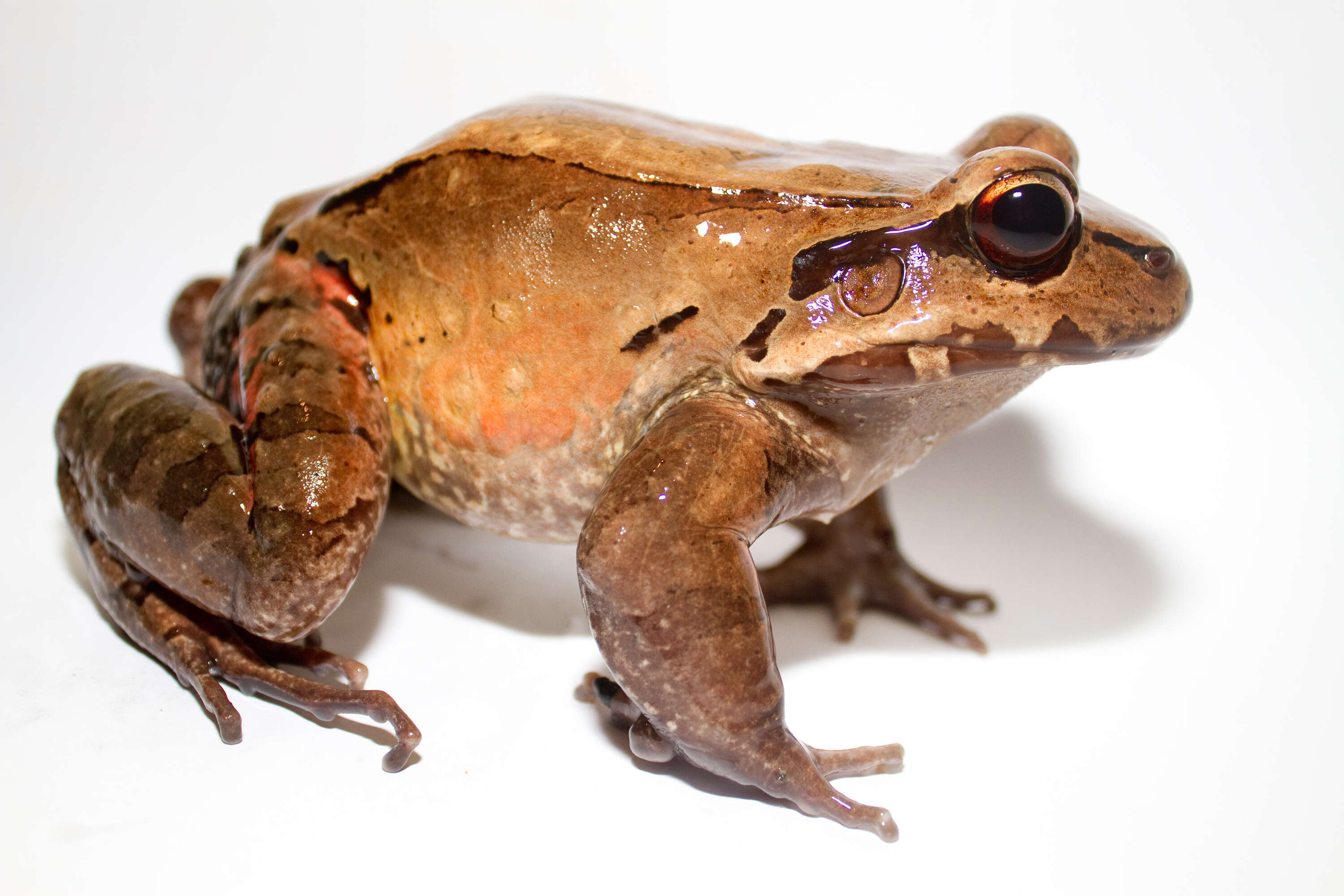 Image of Savage's Thin-toed Frog