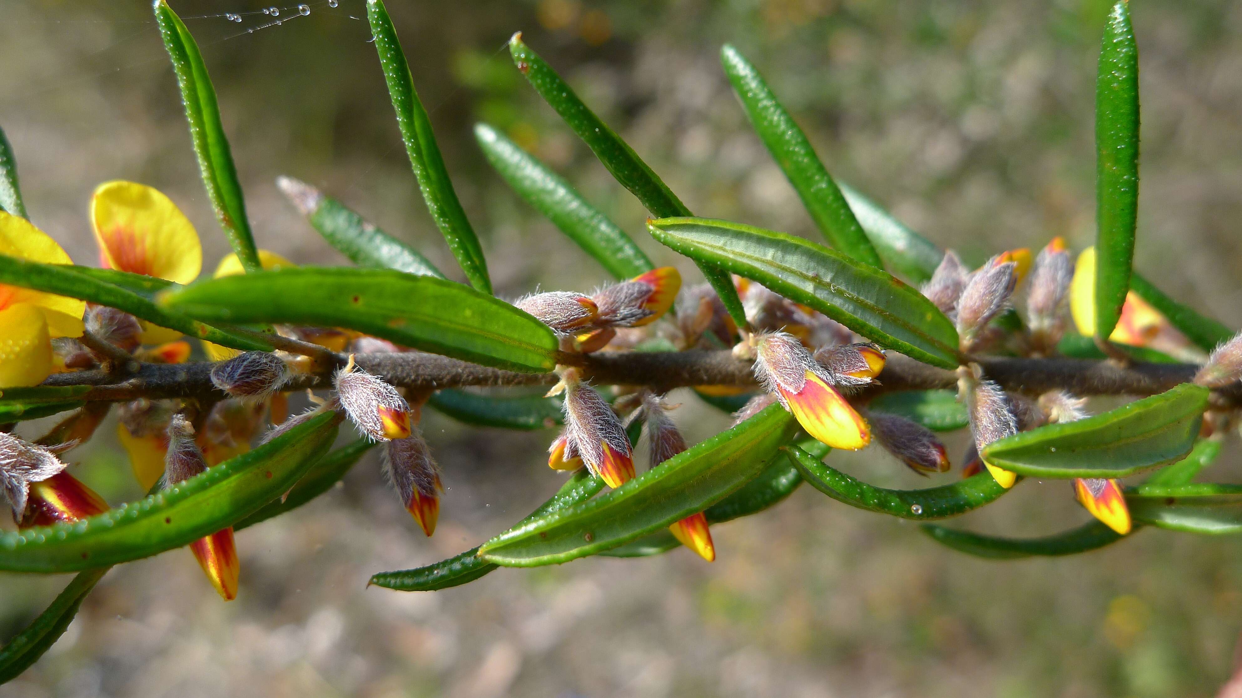 Imagem de Aotus ericoides (Vent.) G. Don